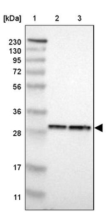 PSME1 Antibody in Western Blot (WB)