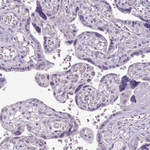 ALDH2 Antibody in Immunohistochemistry (Paraffin) (IHC (P))