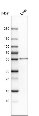 ALDH2 Antibody in Western Blot (WB)