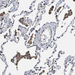TRAF6 Antibody in Immunohistochemistry (Paraffin) (IHC (P))