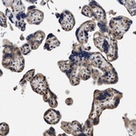 TRAF6 Antibody in Immunohistochemistry (Paraffin) (IHC (P))