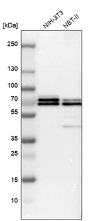 TRAF6 Antibody in Western Blot (WB)