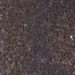 CCR6 Antibody in Immunohistochemistry (Paraffin) (IHC (P))