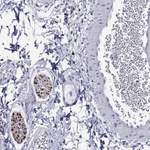 MPZ Polyclonal Antibody