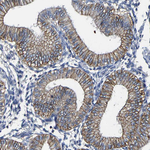 TRAF6 Antibody in Immunohistochemistry (Paraffin) (IHC (P))