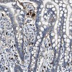 TRAF6 Antibody in Immunohistochemistry (Paraffin) (IHC (P))