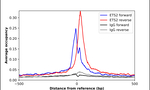 ETS2 Antibody in ChIP Assay (ChIP)
