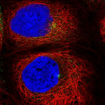 RAB11A Antibody in Immunocytochemistry (ICC/IF)