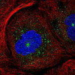 RAB11B Antibody in Immunocytochemistry (ICC/IF)