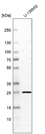 RAB11B Antibody in Western Blot (WB)