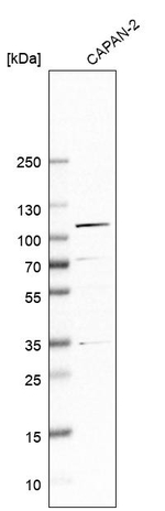 beta COP Antibody in Western Blot (WB)
