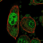 PSMB6 Antibody in Immunocytochemistry (ICC/IF)