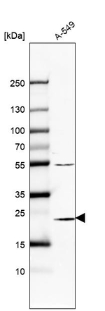 PSMB6 Antibody in Western Blot (WB)
