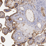 SNAP23 Antibody in Immunohistochemistry (Paraffin) (IHC (P))