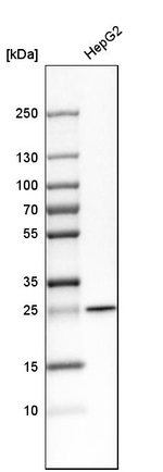 SNAP23 Antibody in Western Blot (WB)