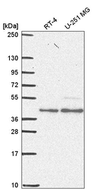ESRRA Antibody in Western Blot (WB)