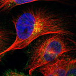 Syndecan 4 Polyclonal Antibody