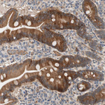 Syndecan 4 Antibody in Immunohistochemistry (Paraffin) (IHC (P))