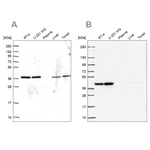 PSMD7 Antibody in Western Blot (WB)
