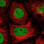 PSMD7 Polyclonal Antibody