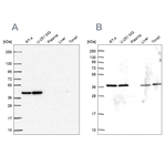 PSMD7 Antibody in Western Blot (WB)