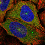 Kinesin 5B Antibody in Immunocytochemistry (ICC/IF)