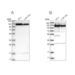 Kinesin 5B Antibody in Western Blot (WB)