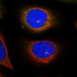 Kinesin 5B Antibody in Immunocytochemistry (ICC/IF)