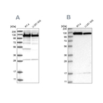 Kinesin 5B Antibody in Western Blot (WB)