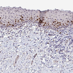 SETD7 Antibody in Immunohistochemistry (Paraffin) (IHC (P))