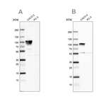 Villin Antibody in Western Blot (WB)