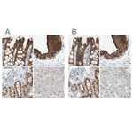 Villin Antibody in Immunohistochemistry (Paraffin) (IHC (P))