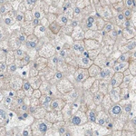 Villin Antibody in Immunohistochemistry (Paraffin) (IHC (P))