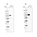 Villin Antibody in Western Blot (WB)