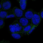 CD226 Antibody in Immunocytochemistry (ICC/IF)