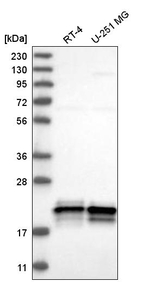 ASF1A Antibody in Western Blot (WB)