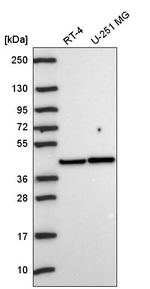 PKA alpha Antibody in Western Blot (WB)