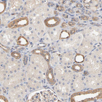 Aldolase A Antibody in Immunohistochemistry (Paraffin) (IHC (P))