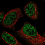 GBL Antibody in Immunocytochemistry (ICC/IF)