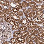 GBL Antibody in Immunohistochemistry (Paraffin) (IHC (P))