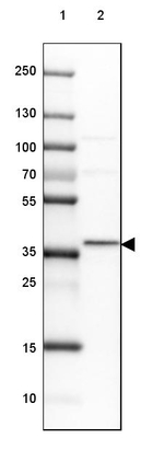 GBL Antibody in Western Blot (WB)