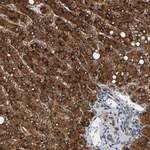 Cyclophilin 40 Antibody in Immunohistochemistry (Paraffin) (IHC (P))