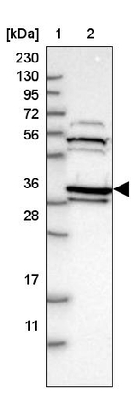 Cyclophilin 40 Antibody in Western Blot (WB)