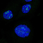 RIP140 Antibody in Immunocytochemistry (ICC/IF)