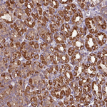 CaMKI Antibody in Immunohistochemistry (Paraffin) (IHC (P))