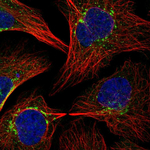 beta COP Antibody in Immunocytochemistry (ICC/IF)