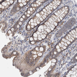 Cullin 2 Antibody in Immunohistochemistry (Paraffin) (IHC (P))