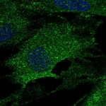LOX Antibody in Immunocytochemistry (ICC/IF)