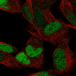 ESRRG Antibody in Immunocytochemistry (ICC/IF)