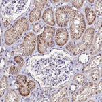 ESRRG Antibody in Immunohistochemistry (Paraffin) (IHC (P))
